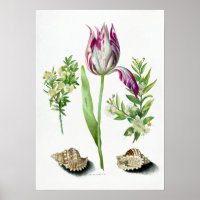 Maria Sibylla Merian Tulip, zwei Zweigstellen von 