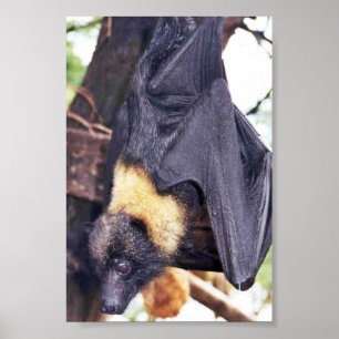 Mariana Fruit Bat Poster