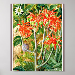 Marianne North - Aloe and Passion Blume Poster