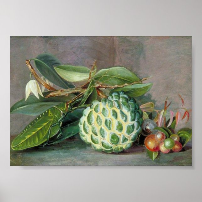 Marianne North - Custard Apple Art Poster (Vorne)