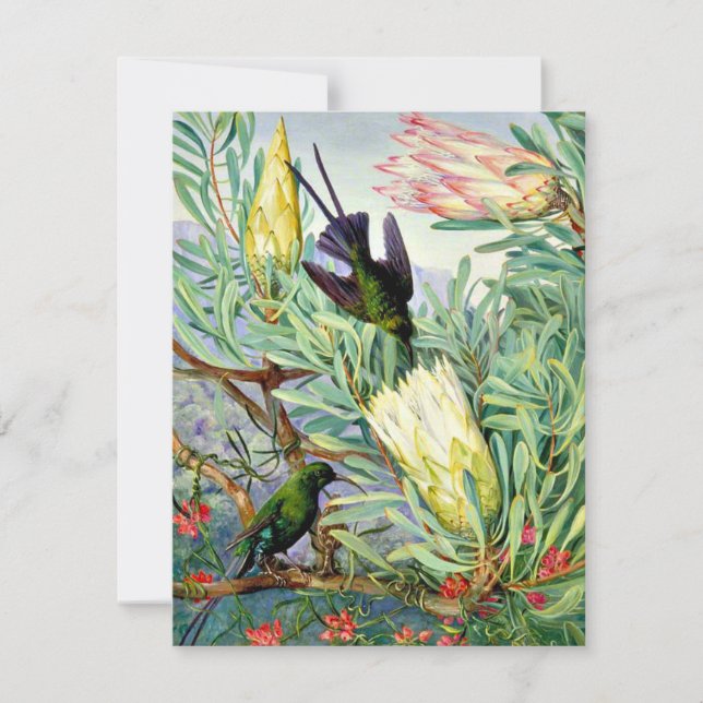 Marianne North - Honigblumen und Honeysuckers Karte (Vorderseite)