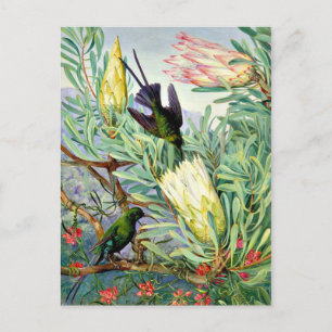 Marianne North - Honigblumen und Honeysuckers Postkarte