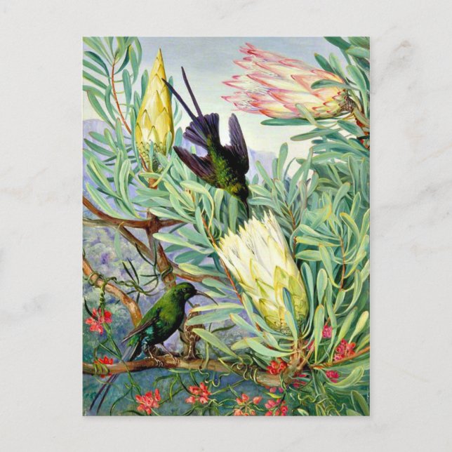 Marianne North - Honigblumen und Honeysuckers Postkarte (Vorderseite)