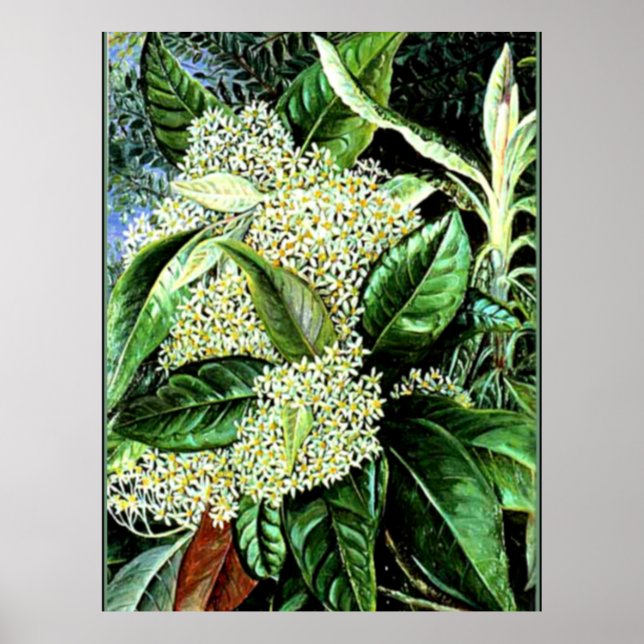 Marianne North - Olearia argophylla Poster (Vorne)