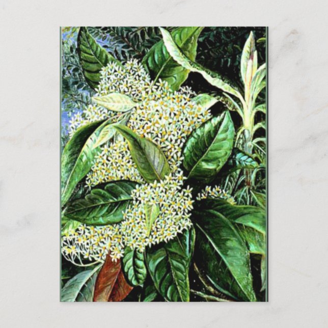 Marianne North - Olearia argophylla Postkarte (Vorderseite)