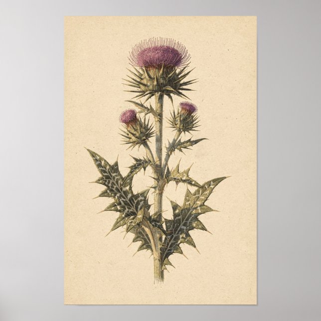 Mariendistel-Botanik-Studie | 12 × 18 Poster (Vorne)
