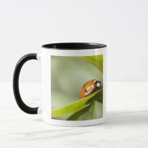 Marienkäfer auf Blatt, Marienkäfer auf Blatt Tasse