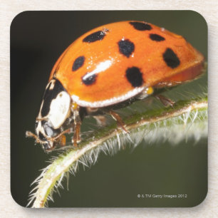 Marienkäfer auf Blatt, Marienkäfer auf Blatt Untersetzer