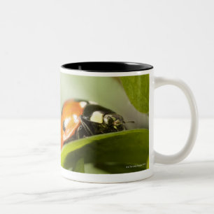 Marienkäfer auf Blatt, Marienkäfer auf Blatt Zweifarbige Tasse