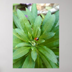 Marienkäfer auf Blumen Poster