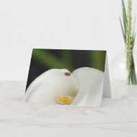 Marienkäfer auf Calla-Lilien-Gruß-Karte