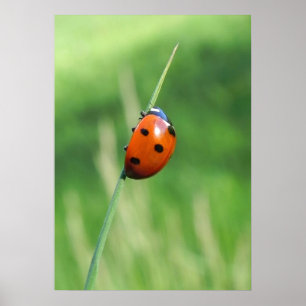 Marienkäfer auf einem Grashalm Poster