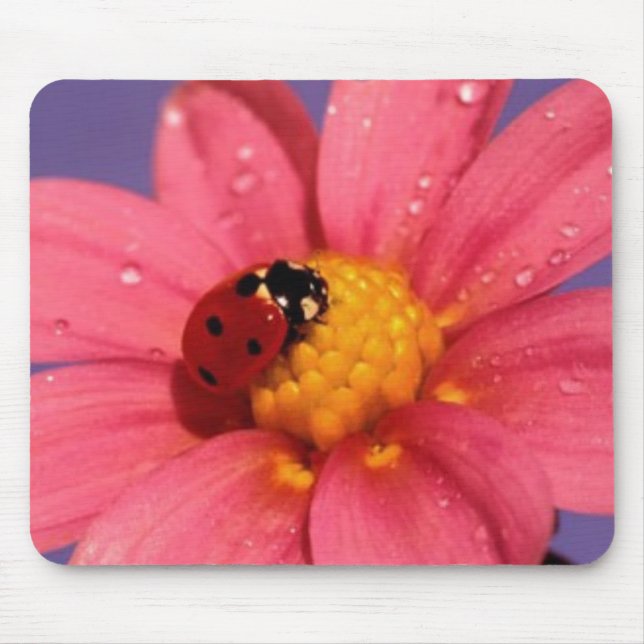 Marienkäfer auf einem rosa Gänseblümchen Mousepad (Vorne)