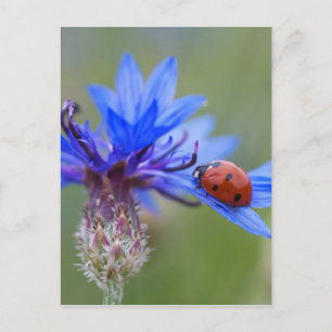 Marienkäfer auf einer blauen Kornblume Postkarte