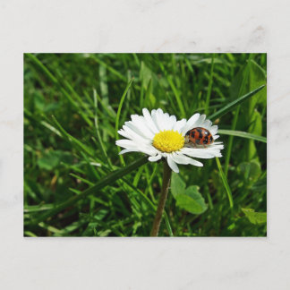 marienkäfer auf gänseblümchen postkarte