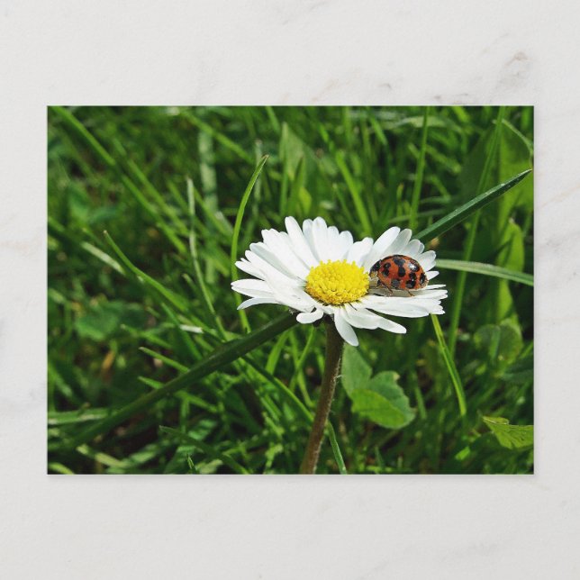 marienkäfer auf gänseblümchen postkarte (Vorderseite)