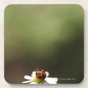 Marienkäfer auf Kamillen-Blume Getränkeuntersetzer