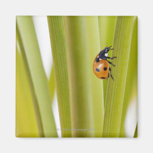 Marienkäfer auf Pflanzenstämmen Magnet