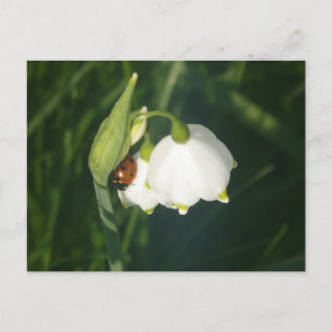 Marienkäfer auf Sommer-Schneeflocken-Blumen-Postka Feiertagspostkarte