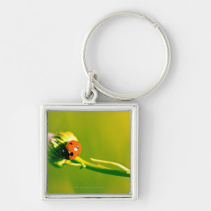 Marienkäfer auf Sprig Schlüsselanhänger