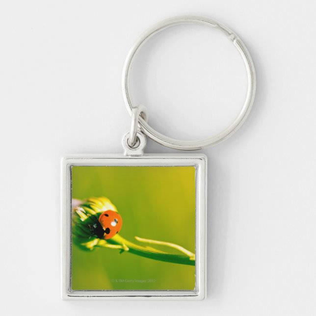 Marienkäfer auf Sprig Schlüsselanhänger (Vorne)