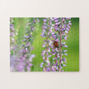 Marienkäfer auf violetten Blumen    Puzzle