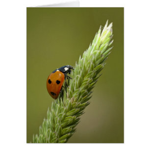 Marienkäfer-Bote