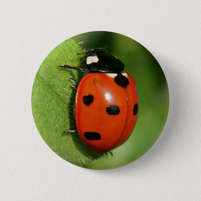 Marienkäfer Button (Vorderseite)