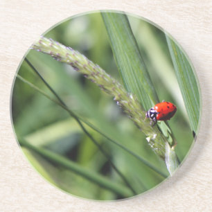 Marienkäfer (Coccinellidae) Untersetzer