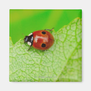 Marienkäfer, der über ein Blatt geht Magnet