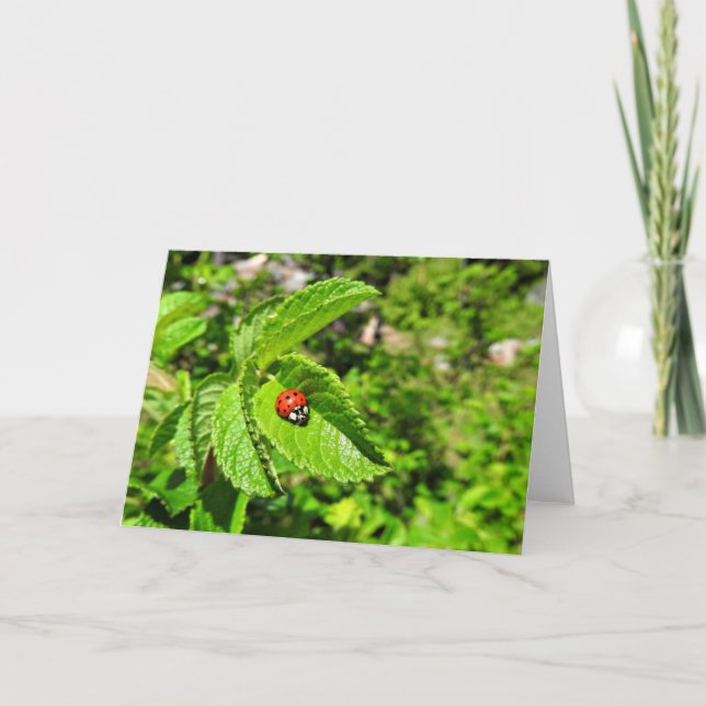 Marienkäfer-Gruß-Karte, leeres Innere Karte (Vorderseite)