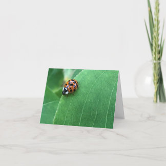 Marienkäfer im Frühling auf grünem Blatt Dankeskarte