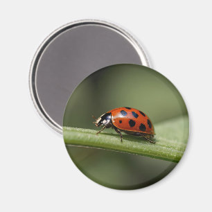Marienkäfer Insekt Magnet