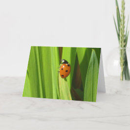 Marienkäfer-Insekten-FarbFoto-Bild-Gruß-Karte Karte