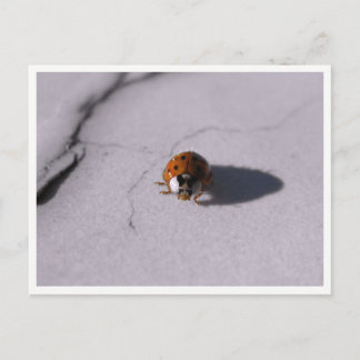 Marienkäfer Makro Wildtierfotografie Postkarte