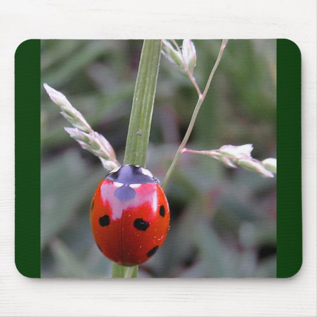 Marienkäfer Mousepad (Vorne)