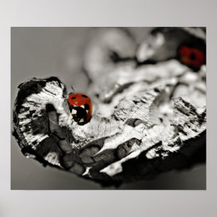 Marienkäfer Poster