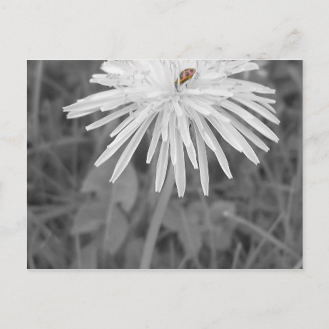 Marienkäfer Postkarte (Vorderseite)