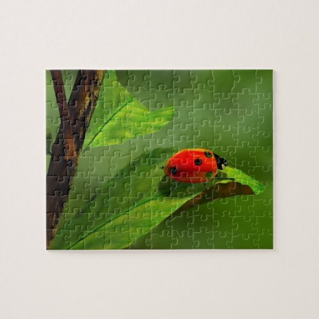 Marienkäfer Puzzle (Horizontal)