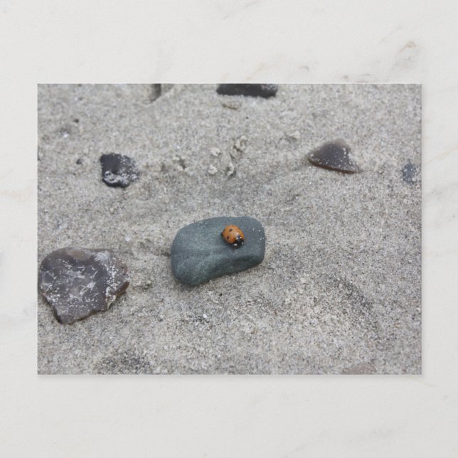 Marienkäfer Strand Postkarte (Vorderseite)