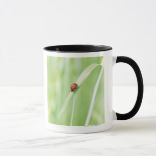 Marienkäfer Tasse