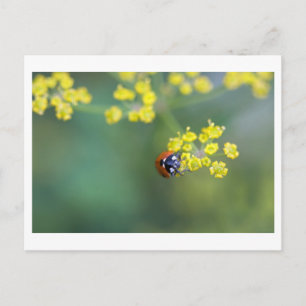Marienkäfer von vorne postkarte