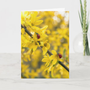 Marienkäfer zum Geburtstag auf Forsythienzweig Karte