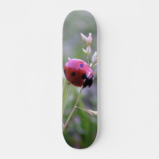 Marienkäferbrett Skateboard (Vorne)