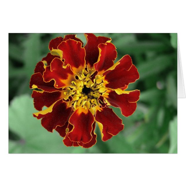 Marigold (Vorderseite (Horizontal))