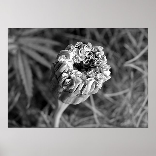 Marigold Blossom Poster (Vorne)