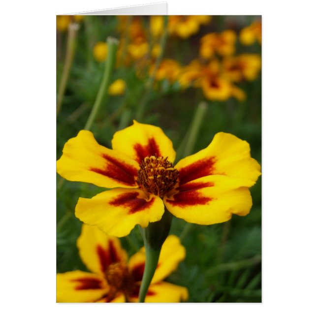 Marigold-Blume (Vorne)