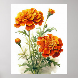 Marigold Blume Art Print Poster