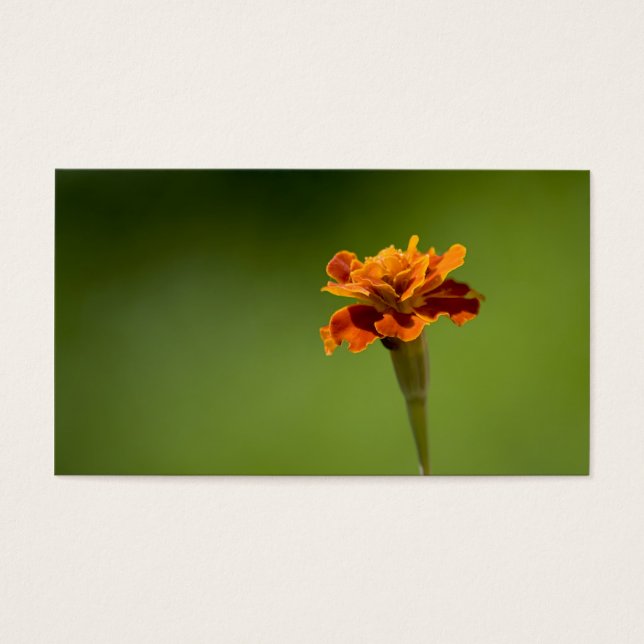 Marigold Blume Closeup (Vorderseite)