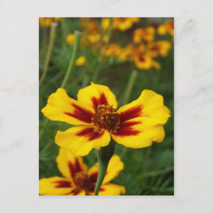 Marigold Blume Postcard Postkarte